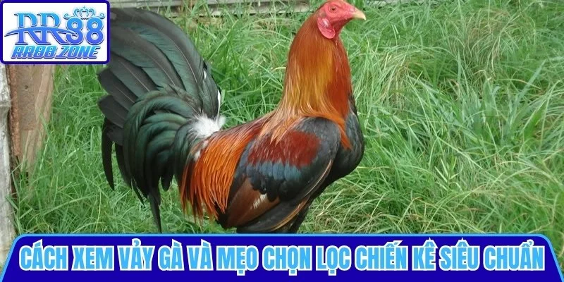 Cách xem vảy gà và mẹo chọn lọc chiến kê
