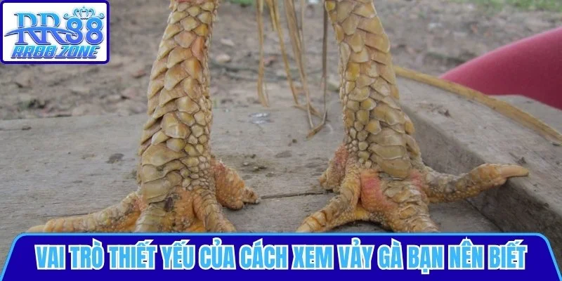 Vai trò thiết yếu của cách xem vảy gà