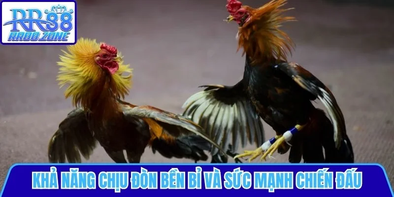 Khả năng chịu đòn bền bỉ và sức mạnh chiến đấu