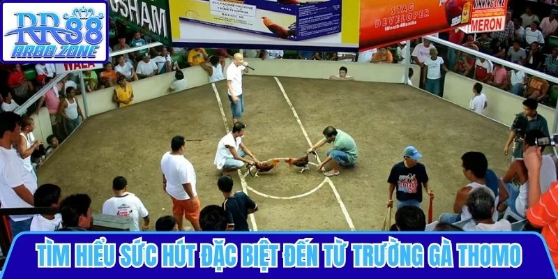 Sức hút đặc biệt đến từ trường gà Thomo